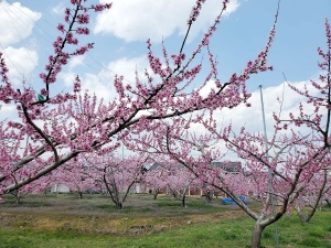 桃の花